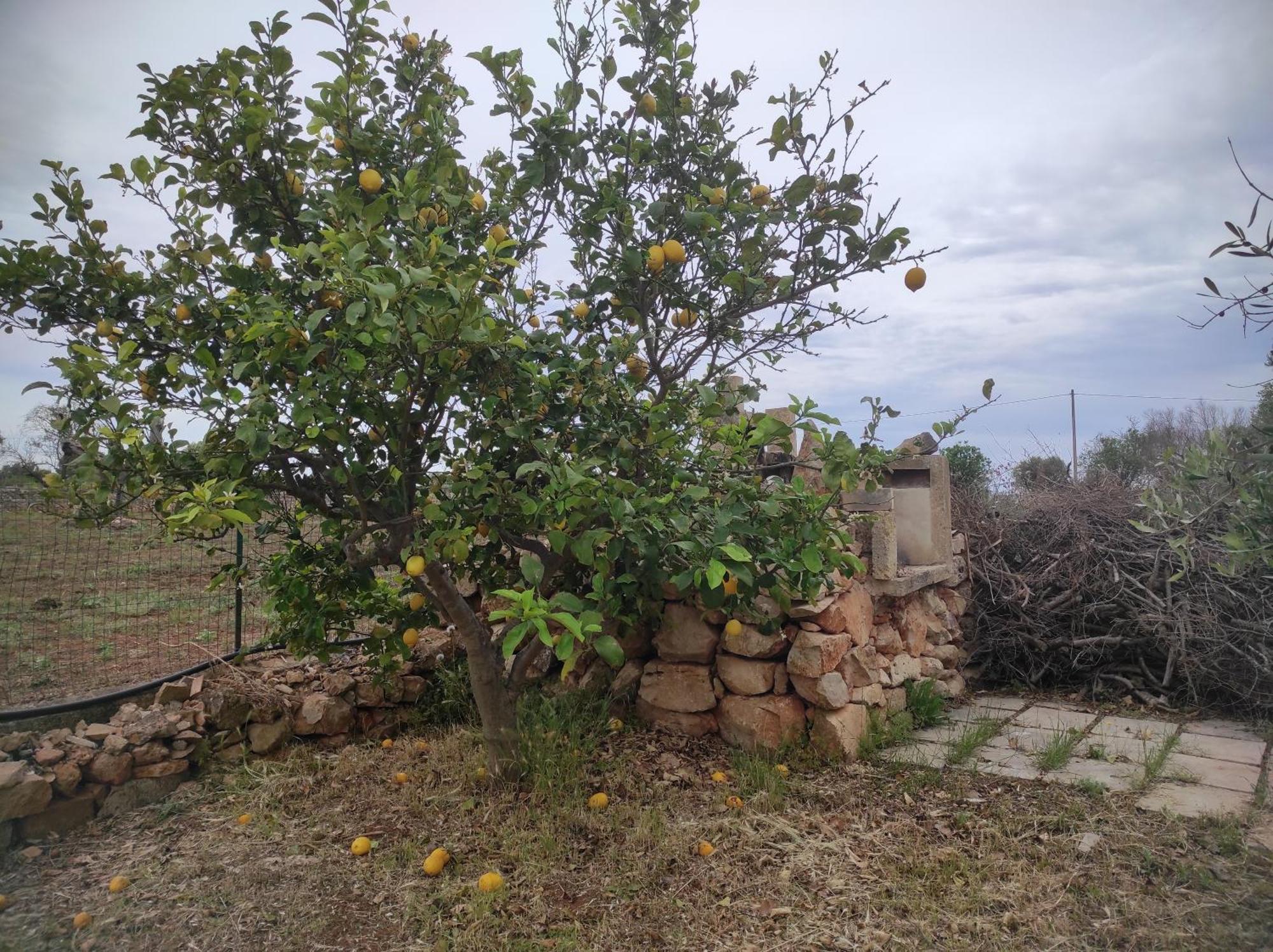 Trullo Contrada Specchi Daire Racale Dış mekan fotoğraf